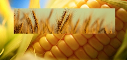 Preço do trigo e do milho dispara com bloqueio no mar Negro 