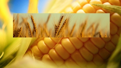 Preço do trigo e do milho dispara com bloqueio no mar Negro 