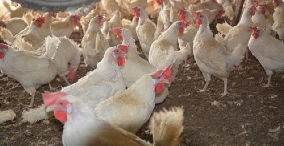 Frango: Análise Conjuntural Agromensal Junho/23 do Cepea/Esalq/USP