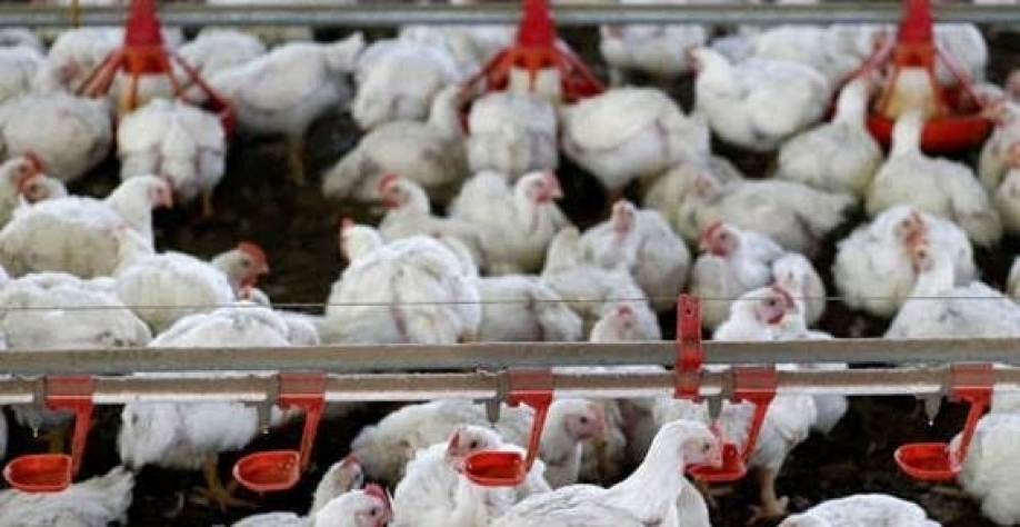 A China segue como o principal destino dos embarques brasileiros da proteína, respondendo por quase 15% do frango exportado (Imagem REUTERS Rodolfo Buhrer)