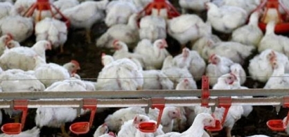 Exportações de frango do crescem 8,5% no 1º semestre e superam US$ 5 bi