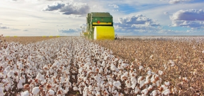 Algodão: Análise Conjuntural Agromensal Julho/23 do Cepea/Esalq/USP