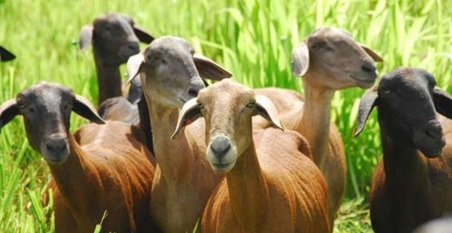 Arábia Saudita libera importação de caprinos do Brasil