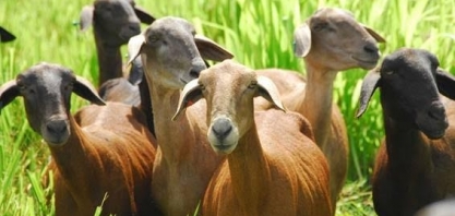 Arábia Saudita libera importação de caprinos do Brasil
