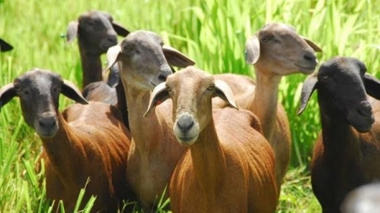 Arábia Saudita libera importação de caprinos do Brasil