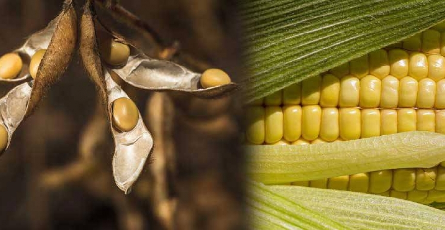 Volume de grãos exportado no ano supera em 20% o de 2022