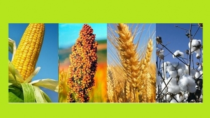 Expectativa de recorde nas produções de soja, milho trigo, sorgo e algodão
