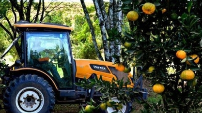Laranja avança no Triângulo Mineiro, que já produz mais que a Flórida   