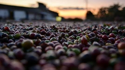 Café arábica cai mais de 3% para o menor nível em quase 7 meses