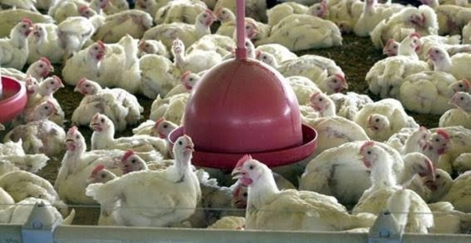 Frango: Análise Conjuntural Agromensal Julho/23 do Cepea/Esalq/USP