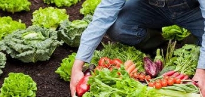 Nova fronteira agrícola na África tem desafios e oportunidades