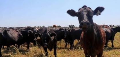 EUA exportam menos carne, mas reduzem compras do Brasil