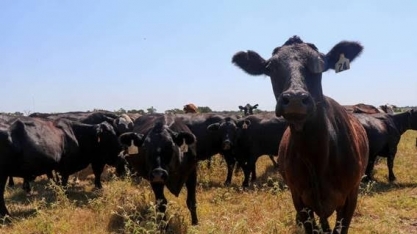 EUA exportam menos carne, mas reduzem compras do Brasil