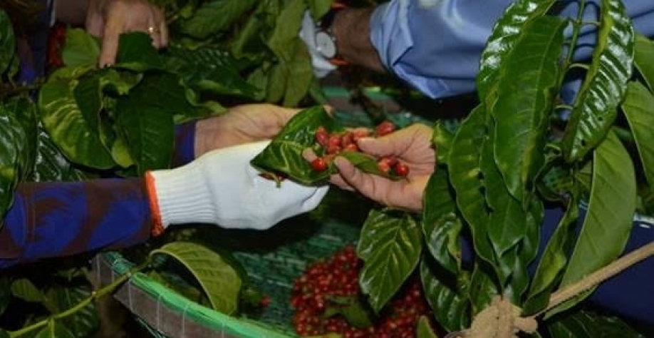 Microagricultores se destacam com cafés exóticos e frutados nas montanhas 