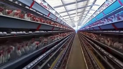 De olho na gripe aviária, avicultura corta produção