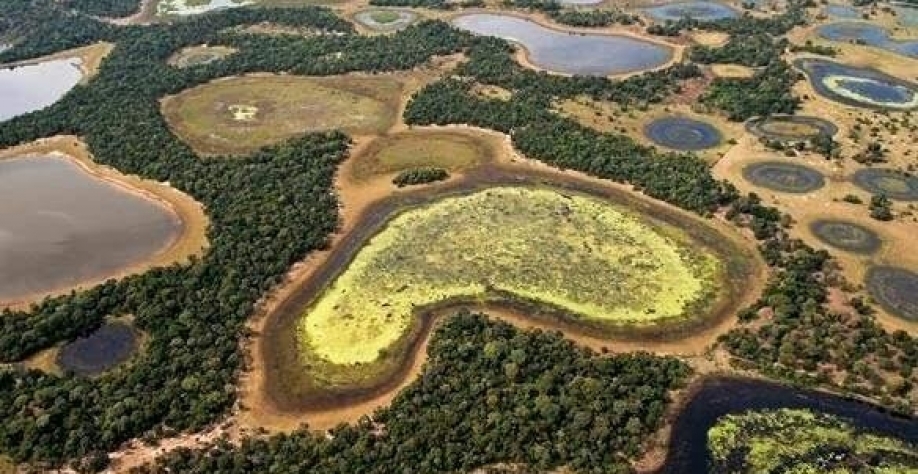 Decreto de MS suspende licença para desmatamento no Pantanal