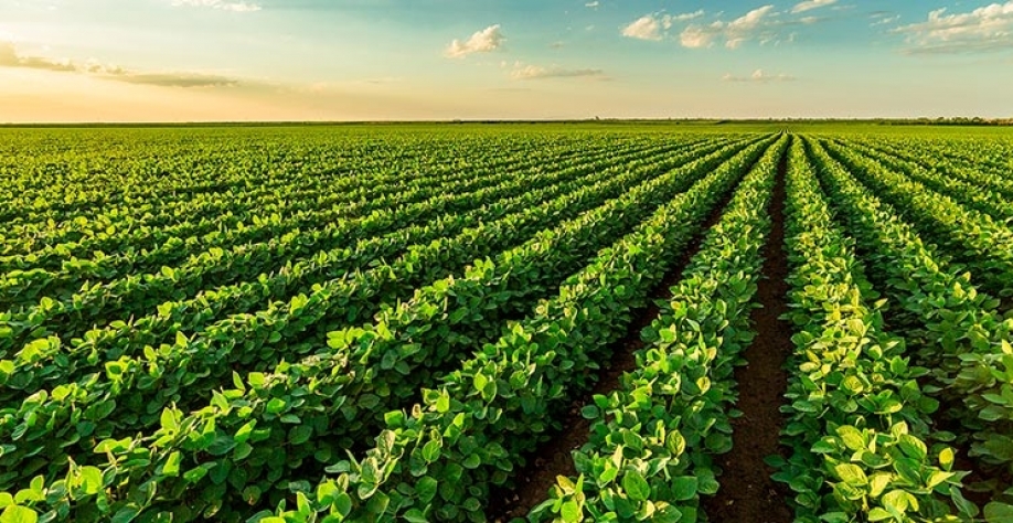 Mercado de semente de soja pode ter novo avanço após salto em 22/23