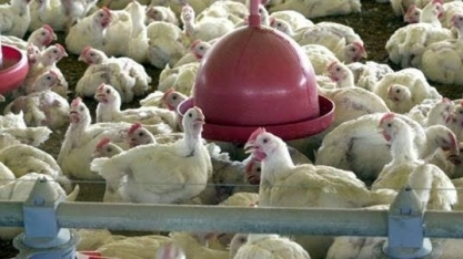 Por que as galinhas são o novo campo de batalha no futuro da alimentação