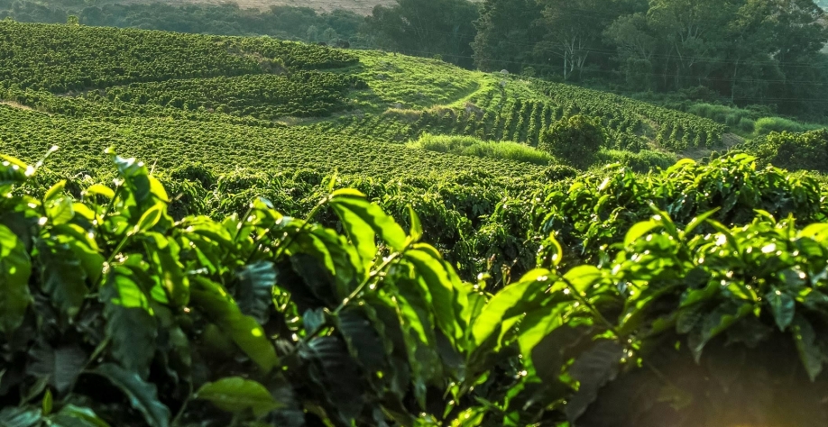 Café: Análise Conjuntural Agromensal Julho/23 do Cepea/Esalq/USP