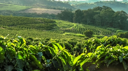 Café: Hoje temos “textão” com algumas reflexões...