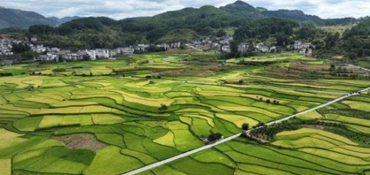 Chuvas na China complicam cenário mundial do arroz