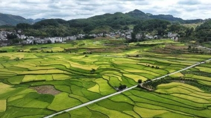 Chuvas na China complicam cenário mundial do arroz