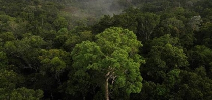 Aquecimento global ameaça fotossíntese da Amazônia e outras florestas