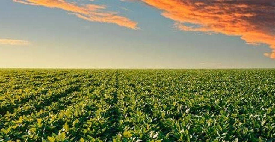 PIB da soja e do biodiesel sobe 20%, mas renda do setor fica para trás