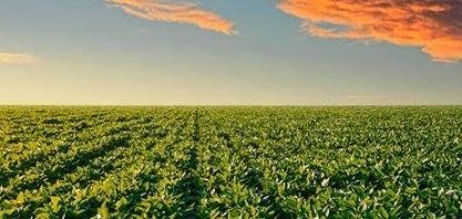 PIB da soja e do biodiesel sobe 20%, mas renda do setor fica para trás