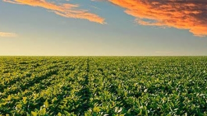 PIB da soja e do biodiesel sobe 20%, mas renda do setor fica para trás