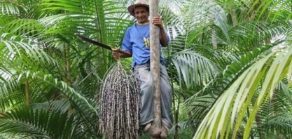 Extrativismo vegetal fica estável, mas operação em grandes empresas cresce