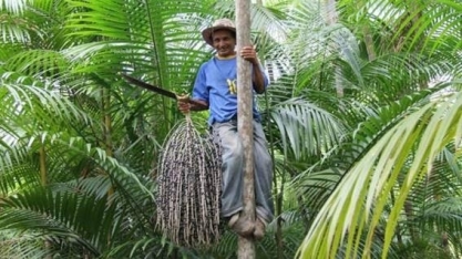 Extrativismo vegetal fica estável, mas operação em grandes empresas cresce