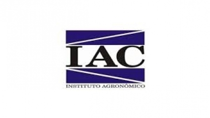 Cana: Programa do IAC divulga pesquisa com usinas mais produtivas