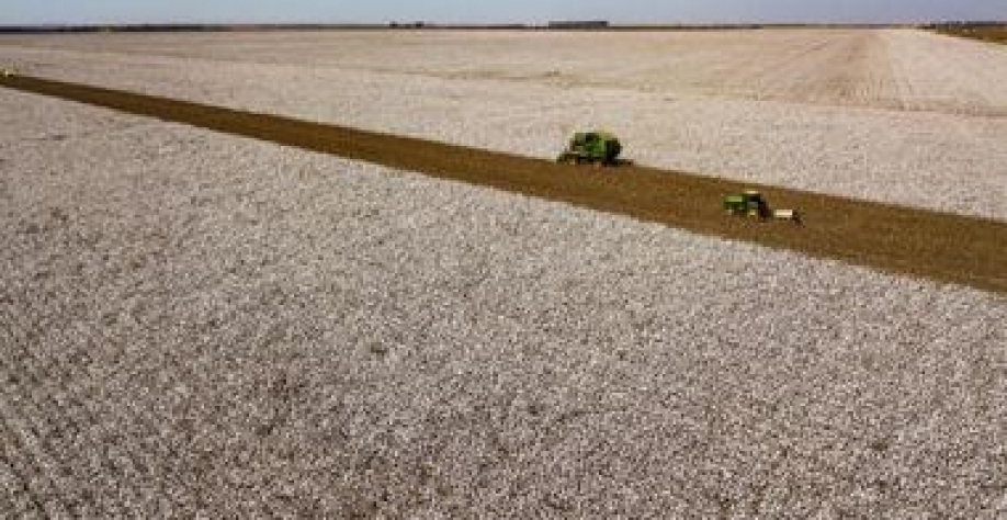 Brasil: Maior exportador mundial de milho e soja; agora,é a vez do algodão