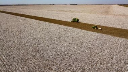 Brasil: Maior exportador mundial de milho e soja; agora,é a vez do algodão