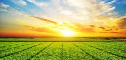 PIB da agropecuária cresce 18% no ano, mas alimento básico participa menos