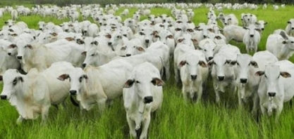 Preços têm forte queda no campo e pressionam menos no varejo