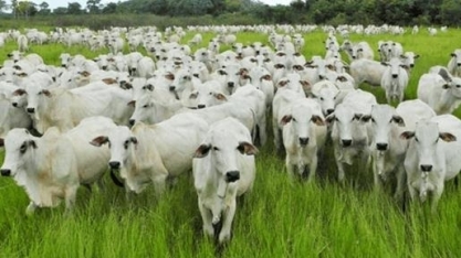 Preços têm forte queda no campo e pressionam menos no varejo