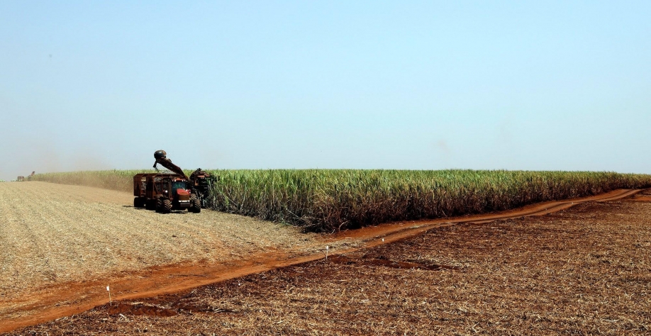 Cana: Centro-Sul processa 41,76 mi de t na 1ª quinzena de setembro, + 5,35%