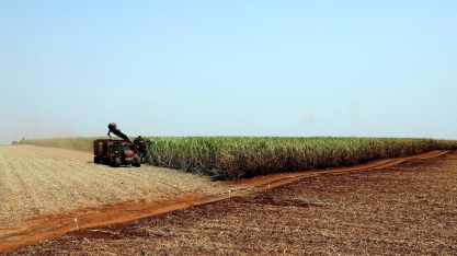 Cana: Centro-Sul processa 41,76 mi de t na 1ª quinzena de setembro, + 5,35%