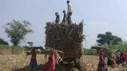 Volume de chuvas deve impactar em alta na produção de açúcar da Índia
