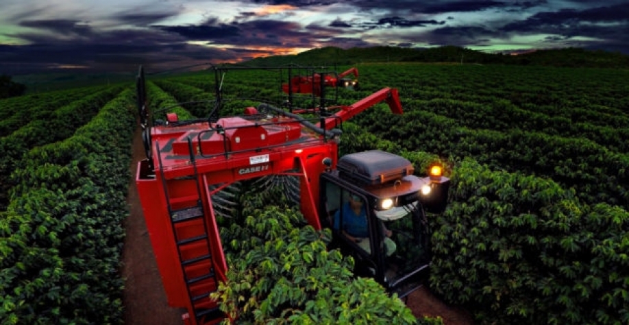 Café: Safra brasileira de 2023 deve alcançar 54,36 mi de sacas, + 6,8%