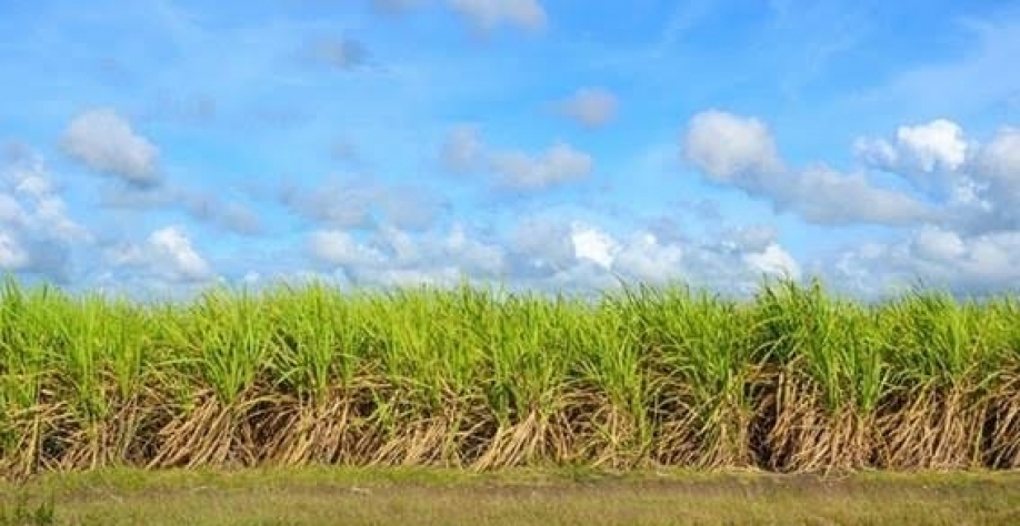 Em 2023, a BrasilAgro vendeu 1.640.394 toneladas de cana-de-açúcar, queda de 18% frente ao ano passado; preços do etanol derretem (Foto Pixabay)