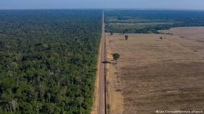 Alertas de desmatamento na Amazônia caem 71% em agosto