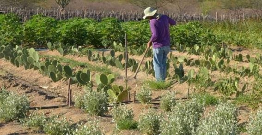 O Sul do Brasil registrou o menor nível de negativação, com apenas 15% dos produtores rurais da região registrando inadimplência (Imagem: Arquivo/Agência Brasil)