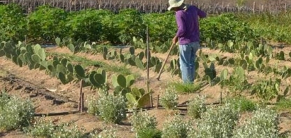 Inadimplência atinge mais de 1/4 dos produtores rurais do Brasil   