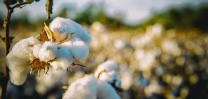 Algodão: Produção global deve somar 25,07 mi de t em 2023/24, + 1,83%