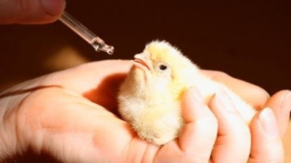 Exportações de genética avícola em agosto têm avanço de 23,6% ante 2022