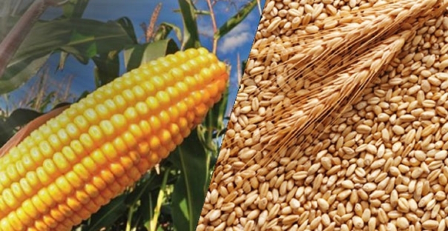 China: Importação de milho cai 33% em agosto; de trigo aumenta 58,5%