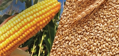 China: Importação de milho cai 33% em agosto; de trigo aumenta 58,5%